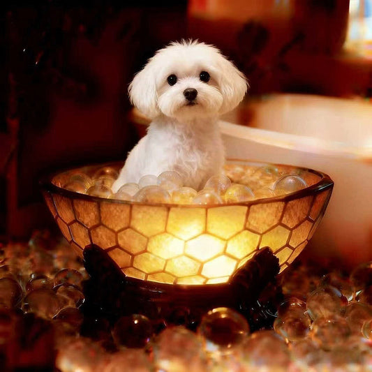 Graddi Paws & Honey
